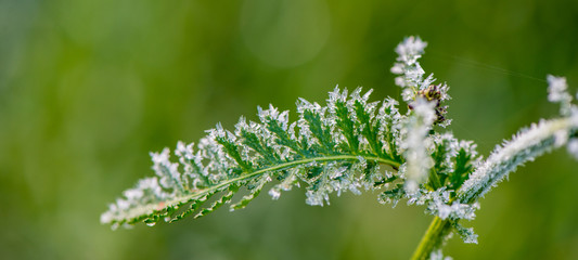autumn leaves of plants covered with first frost, November morning.