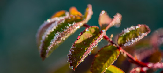 autumn leaves of bushes covered with hoarfrost and drops of morning dew.
