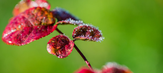 autumn leaves of bushes covered with hoarfrost and drops of morning dew.