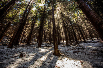 Wide angle of a Forest in Queenstown New Zealand in the snow