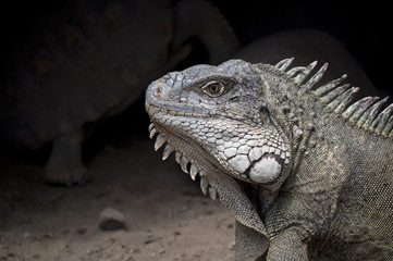 iguana