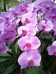 Fototapeta premium Lila Orchidee/Purple Orchid