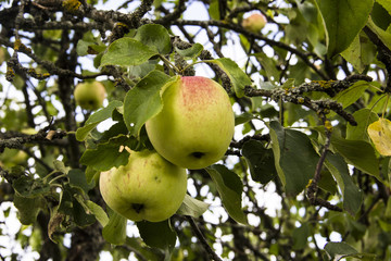 Farming, agriculture, ecology and healthy nutrition concept. Close-up of two juicy apples hanging on a tree branch in the orchard. On the background of green leaves.
