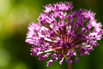 Glowing Purple Allium Flower