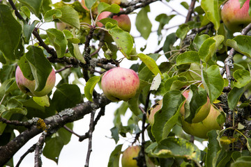 Farming, agriculture, ecology and healthy nutrition concept. Close-up juicy red-green Apple hanging on a tree branch in the orchard. Against the trees branches and leaves.