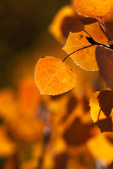 Vibrant Orange Aspen Leaf