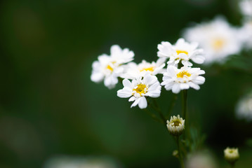 White Chamomile Blooms