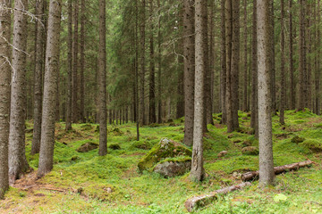 Sottobosco di montagna