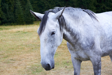 Obraz premium Horse with lots of flies on face and eyes on grazing. Horse suffering swarm of insects about face and drinking from tear ducts