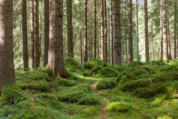 Sottobosco di montagna