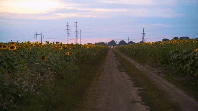 The Family of Tourists Rides on Bicycles on the Road Through the Field of Sunflower