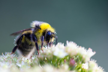 Gartenhummel auf einer Fetten Henne mit Lensbaby fotografiert