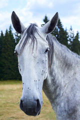 Horse with lots of flies on face and eyes on grazing. Horse suffering swarm of insects about face and drinking from tear ducts