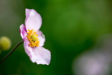 Nahaufname einer zartrosa Herbstanemone mit Lensbaby