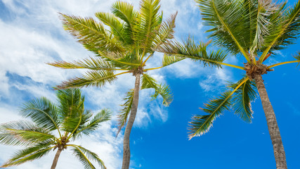 Tropical palm trees