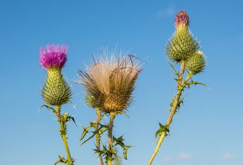 Obraz premium Osot, thistle. Cirsium