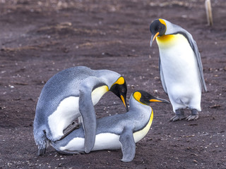 King Penguins mating
