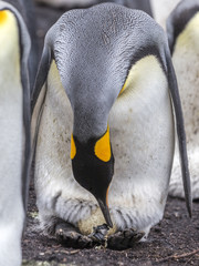 King Penguin helps chick merge from egg