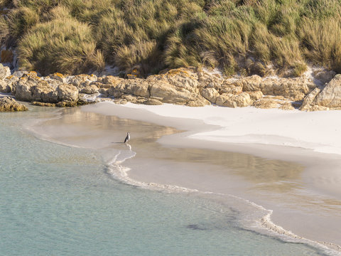 Aerial View Of Gypsy Cove Beach On The Falkland Islands