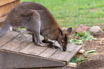 Kangaroo in the farm. Poland, Europe