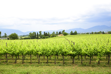 Fototapeta na wymiar Merlot and Sangiovese vineyard in the Italian countryside. Umbria