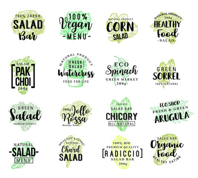 Salads vegetables vector sketch lettering