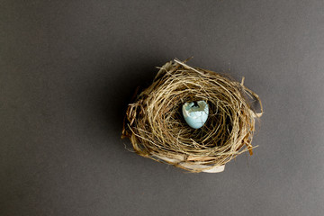 Nest with blue hatched egg.