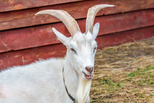 White horned goat lies next to wooden house