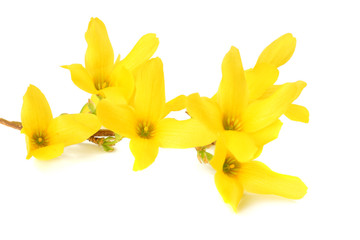 yellow flowers blossoms isolated on white background