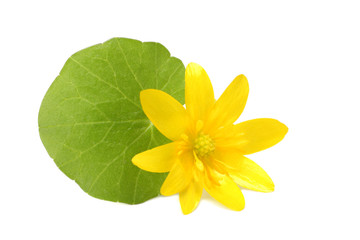 yellow flowers blossoms isolated on white background