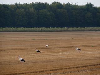 St&ouml;rche beim rasten 