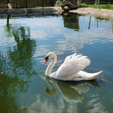 A beautiful white swan on the lake.