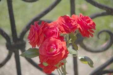 Rote Rosen in Garten Mirabell