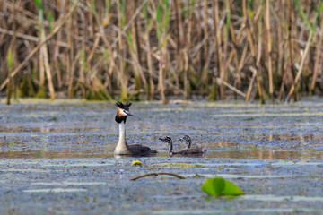 Great crested grebe (podiceps cristatus)