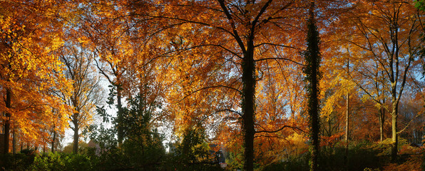 panoramic view of beautifully colored trees in autumn