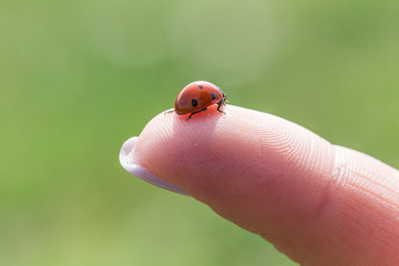  Close-up of a ladybug on a girl's finger © Cristi