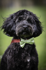 head shot of black cockapoo waring a dicky bow