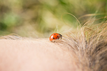Ladybug on a woman's forehead heading for her hair