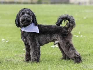 black cockapoo standing waring a cravat
