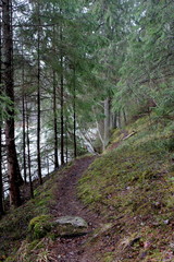 path in the woods, estonia