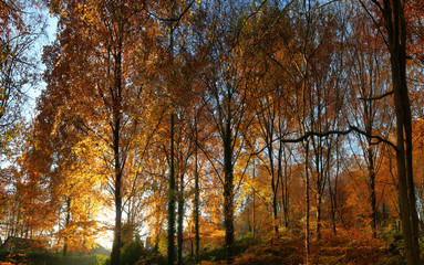 panoramic view of beautifully colored trees in autumn