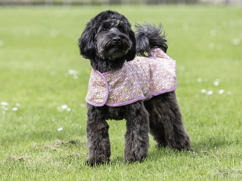 cockerpoo in jacket