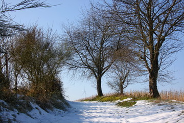 Hiking trail along a tree row in winterly Luxembourg