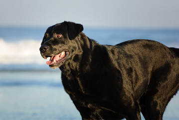 Black Labrador Retriever dog outdoor portrait running on ocean beach