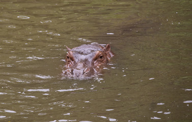 Hippopotamus in the pool