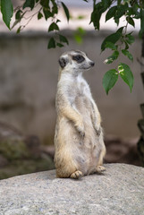 Fototapeta premium Slender tailed meerkat