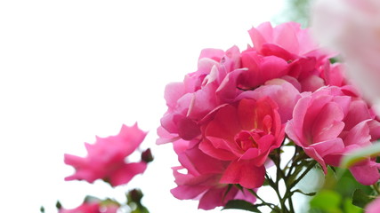 Pink and red roses with white background