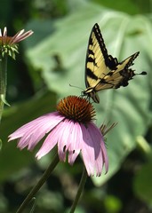 Tiger Swallowtail on a Coneflower