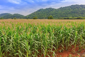Large corn field