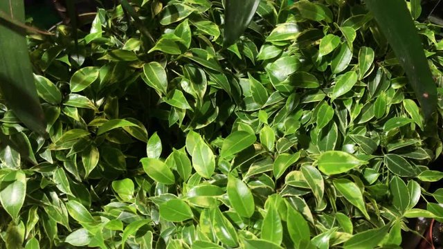 Beautiful house plants of ficus with green small and big leaves in pots, 4k.